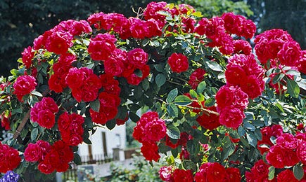 Розы ярких оттенков | GradinaMax