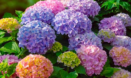 Яркие клумбы | GradinaMax