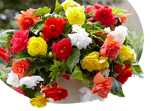 Каталог - Многолетние цветы - GradinaMax Украина