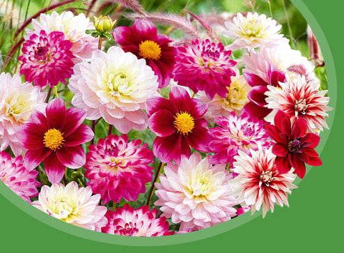 Каталог - Цибулини квітів весна - GradinaMax Україна