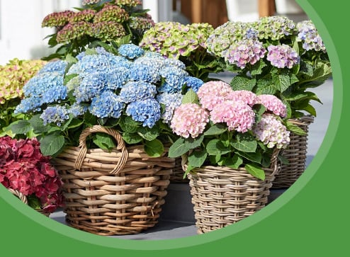 Каталог - -20% на декоративні рослини - GradinaMax Україна