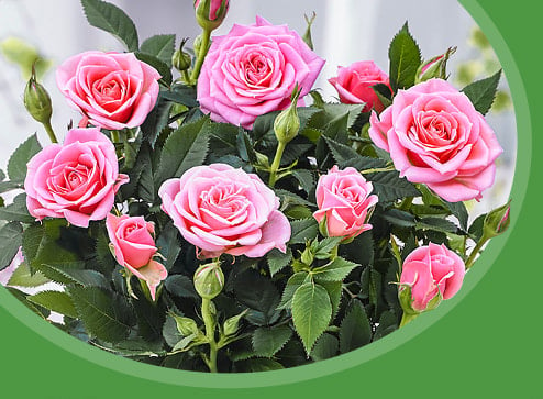 Каталог - -50% на прекрасні троянди - GradinaMax Україна